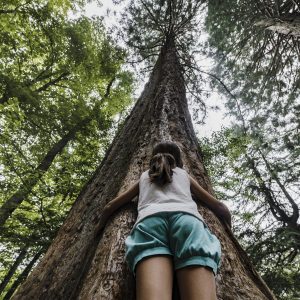Forêts - arbres - protection de la nature et de l'environnement - sobriété
